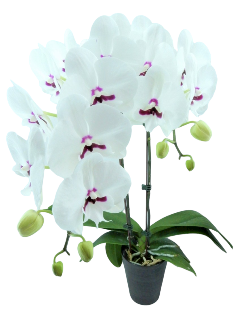 Phalaenopsis YH0330 Younghome Gentleman
