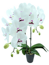 Phalaenopsis YH0330 Younghome Gentleman