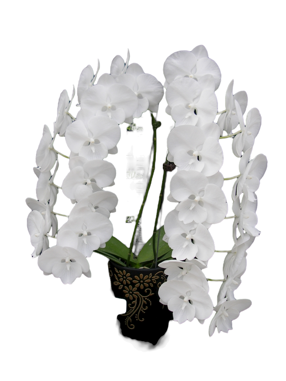 Big Lip Orchid Yh0410