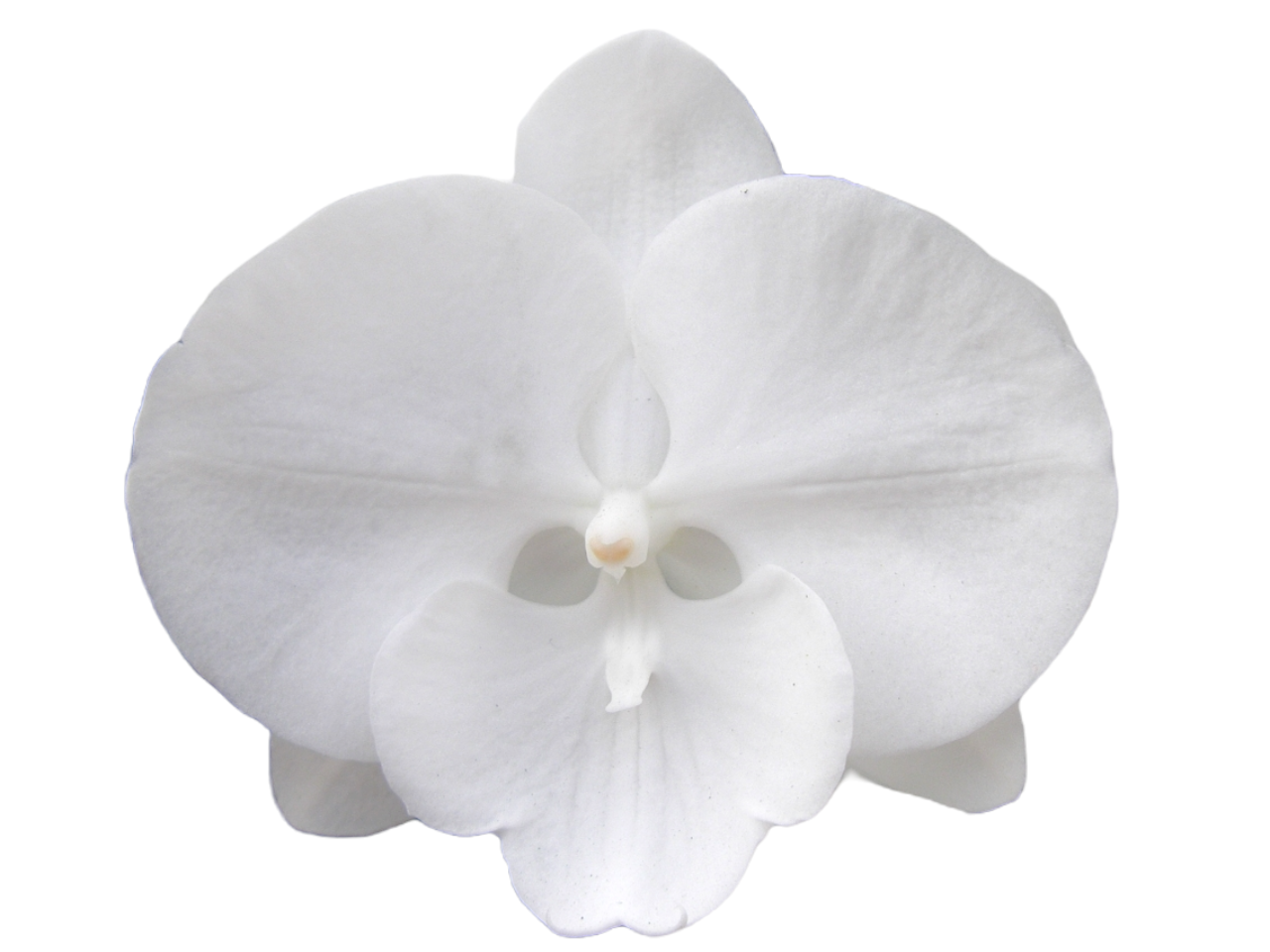 YH0410 Orchid seedlings