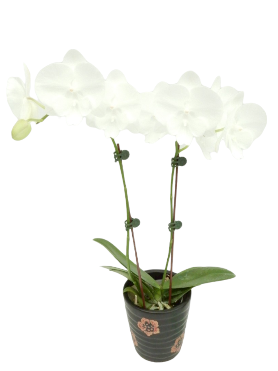 Big Lip phalaenopsis
