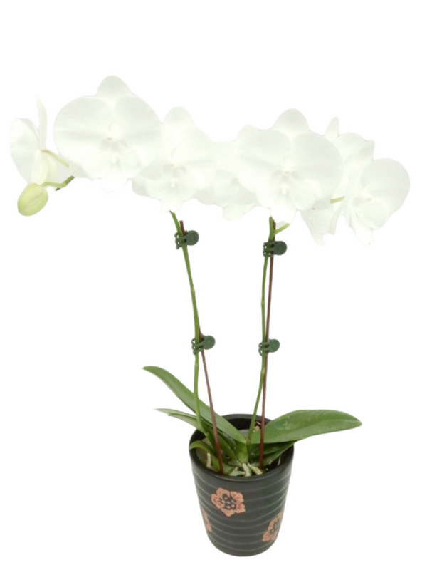 Big Lip phalaenopsis