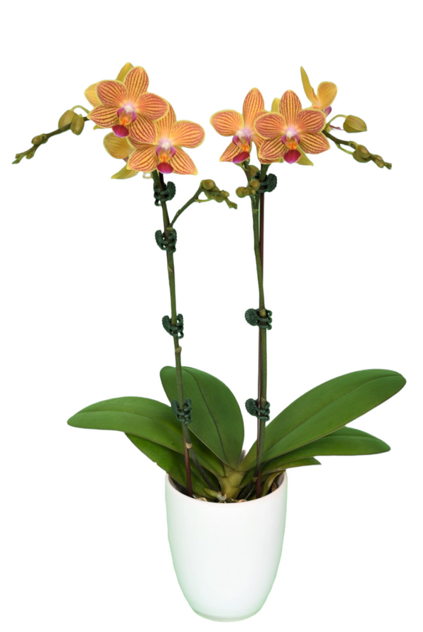 Orchid seedling for sale