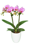 YH0385 Phalaenopsis seedlings for sale