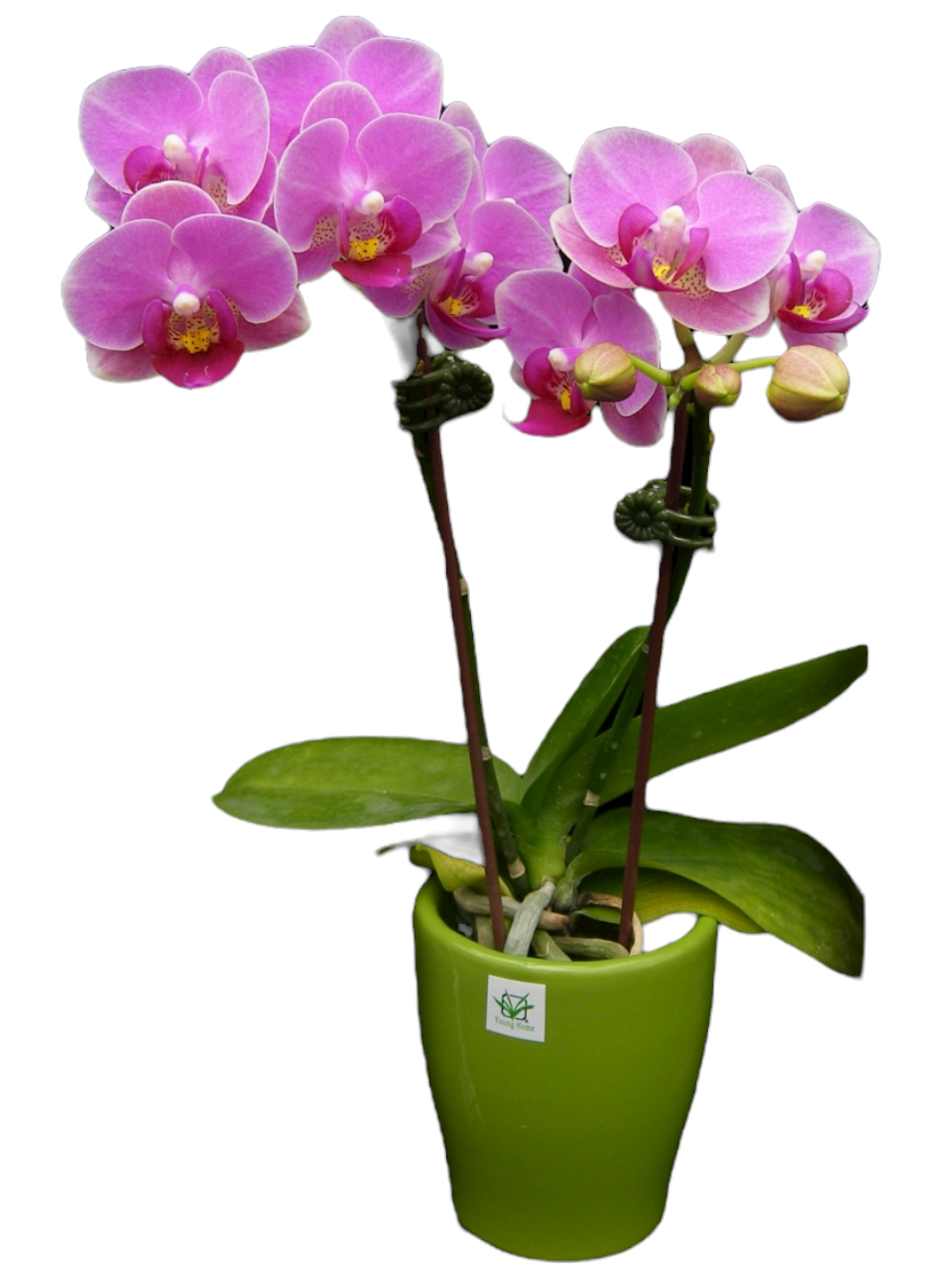 Taiwan Orchid seedlings for sale