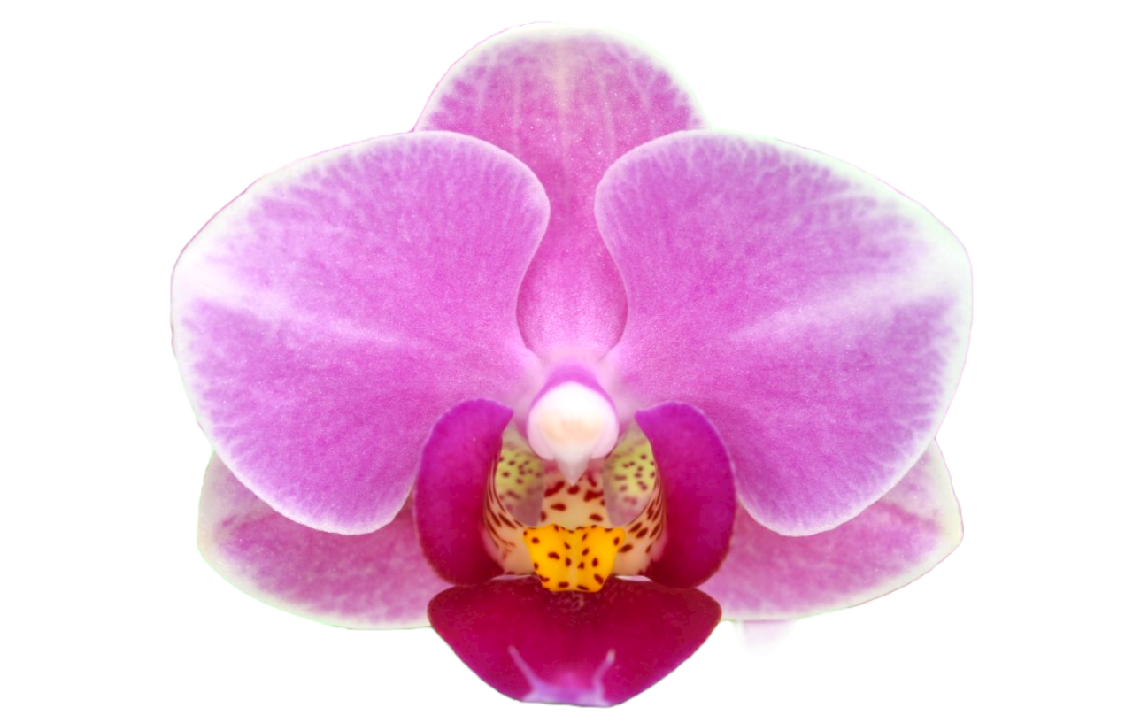 yh0385 orchid seedlings for sale