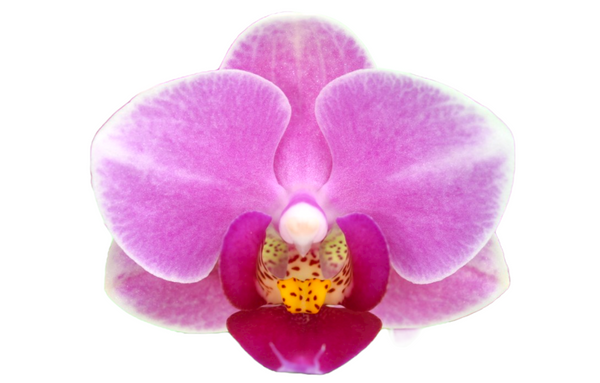 yh0385 orchid seedlings for sale