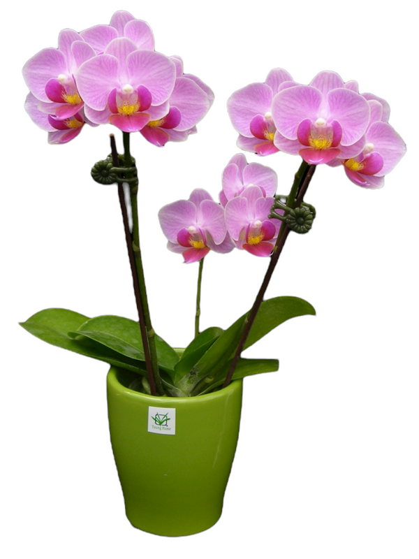 Taiwan Orchid seedlings for sale