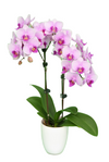 Taiwan Orchid seedlings supplier