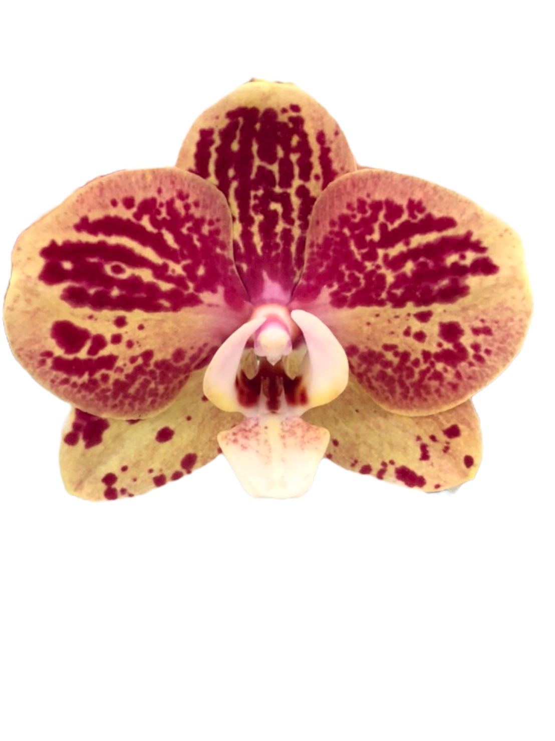 OX3032 OX Bravo Orchid