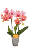 ox1178 phalaneopsis