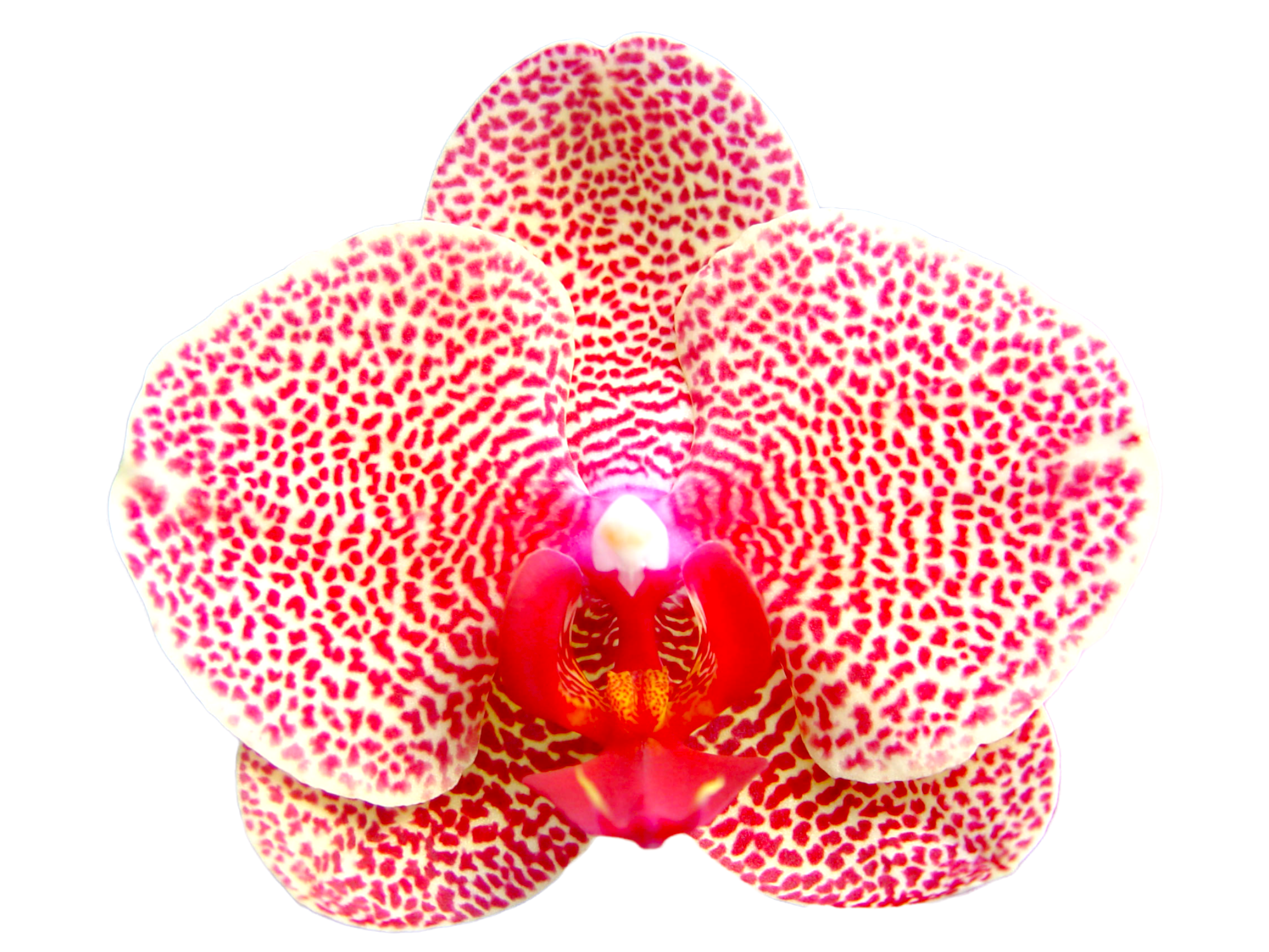 ox1178 Ihsin Sesame phalaenopsis