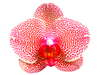 ox1178 Ihsin Sesame phalaenopsis