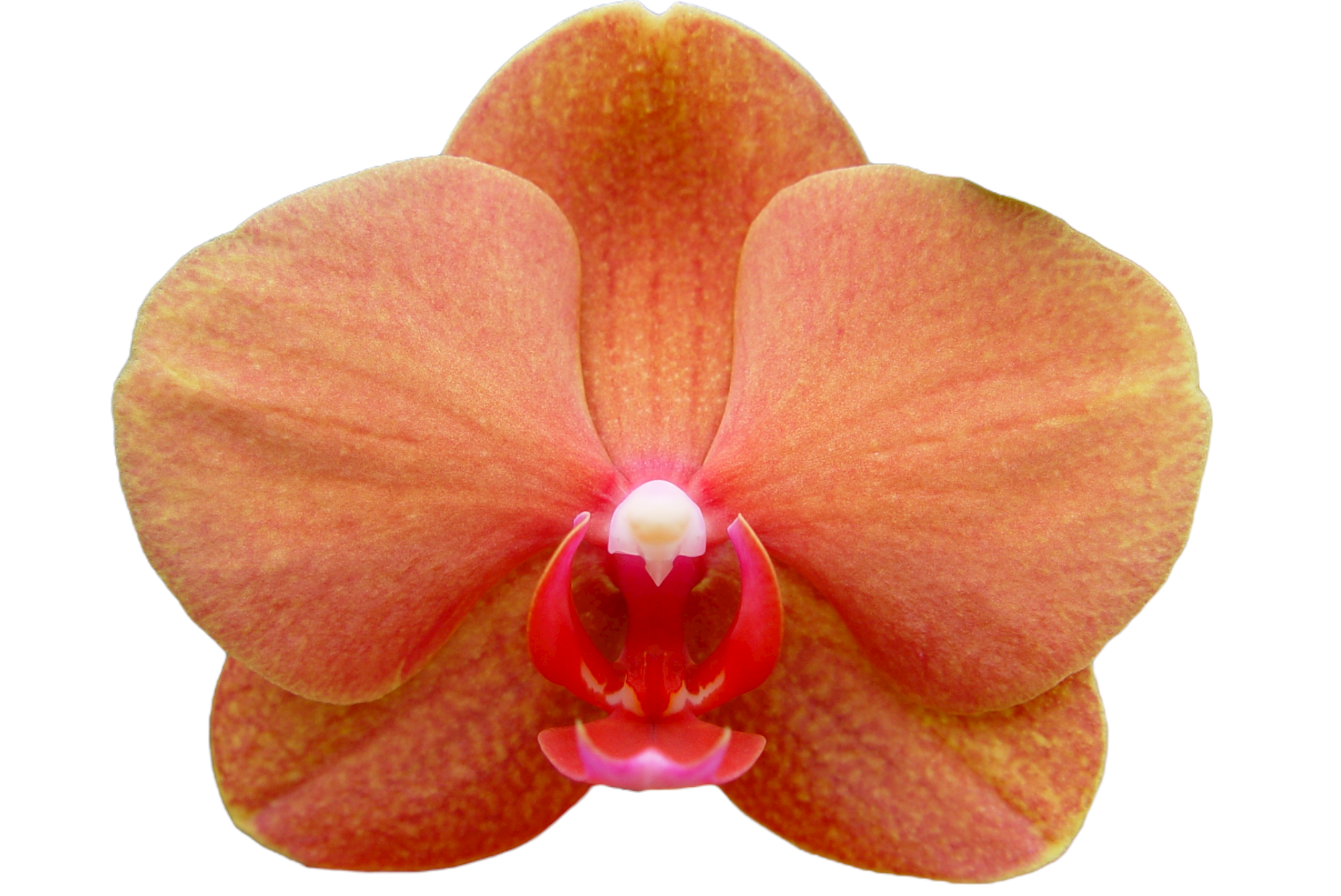 OX1238 - OX Surf Song