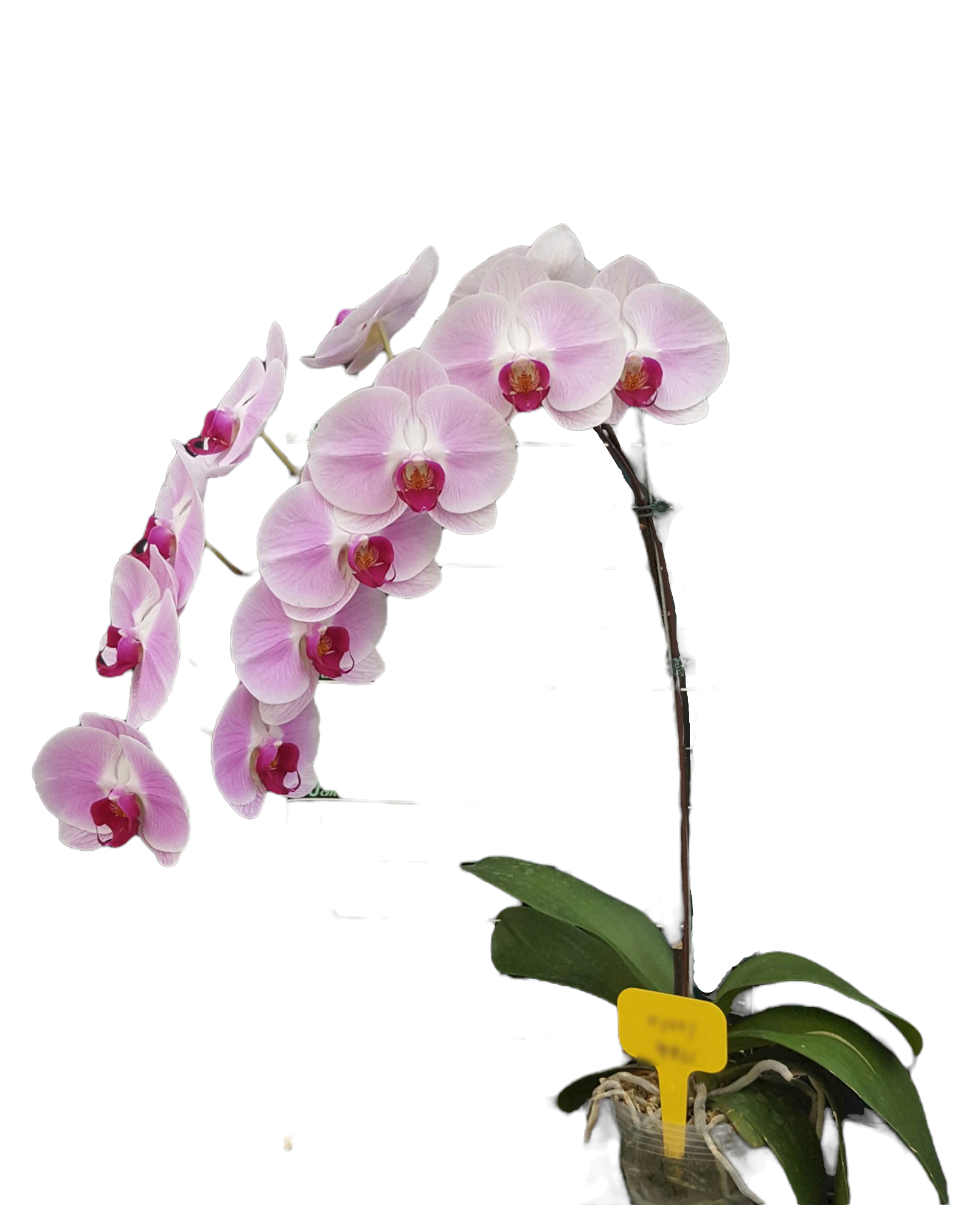 Phal. OX Honey