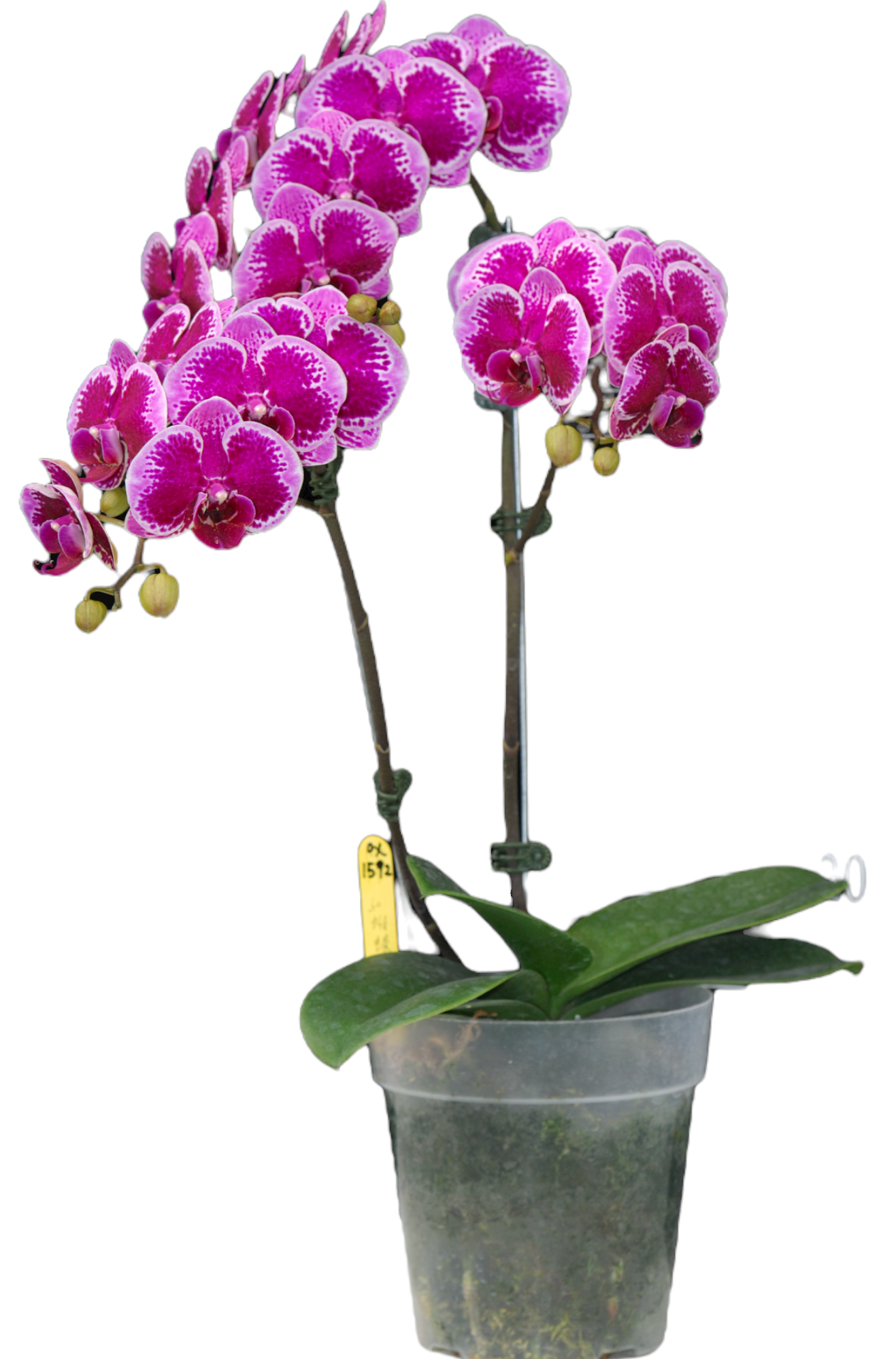 OX HAPPY GIRL ORCHID