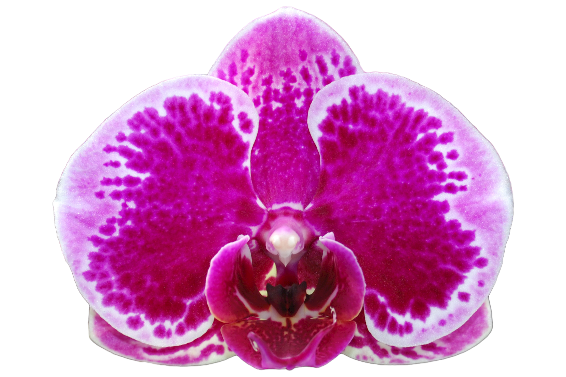 OX1592 OX HAPPY GIRL ORCHID