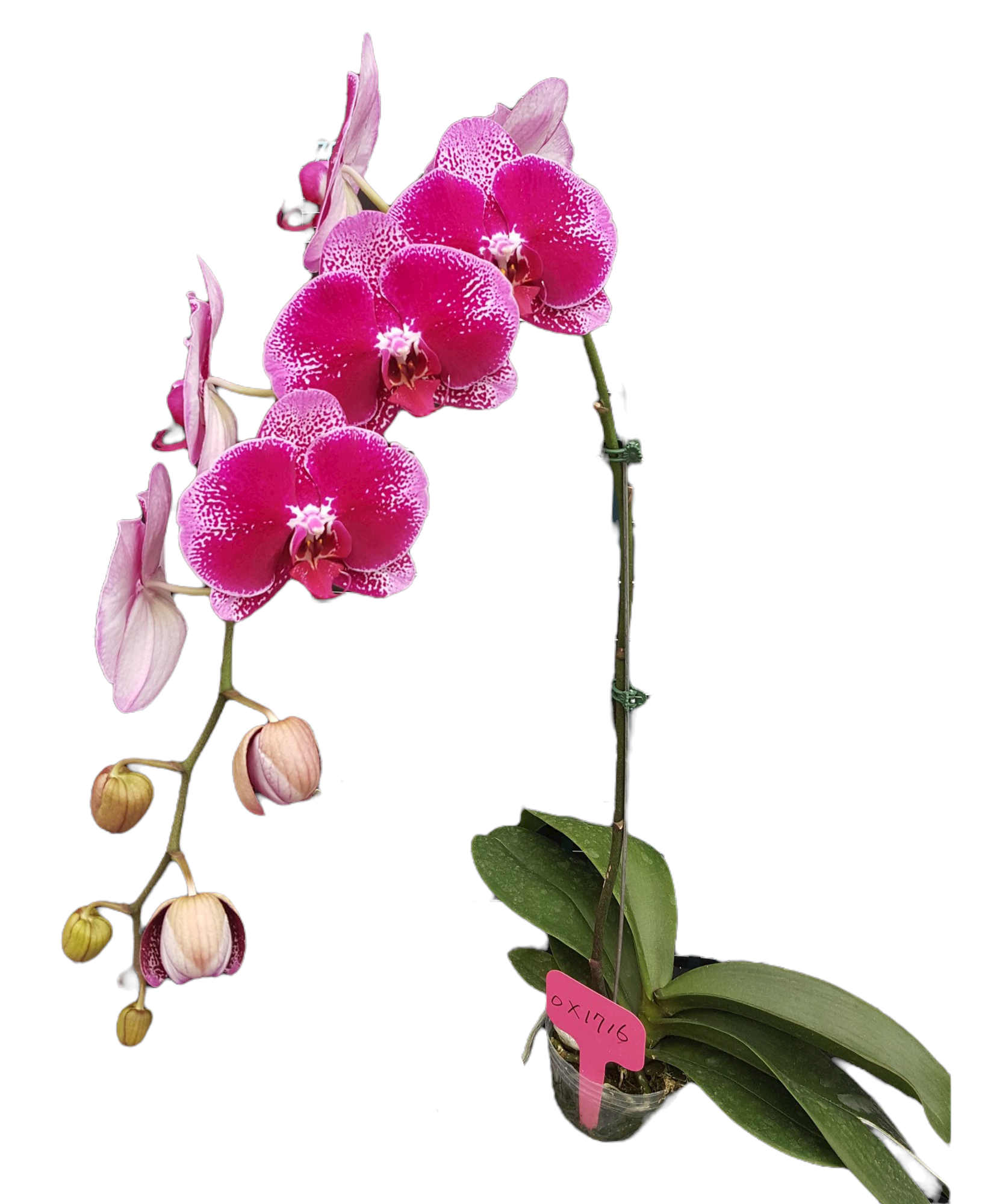 Phalaenopsis OX1716 OX Purple lady