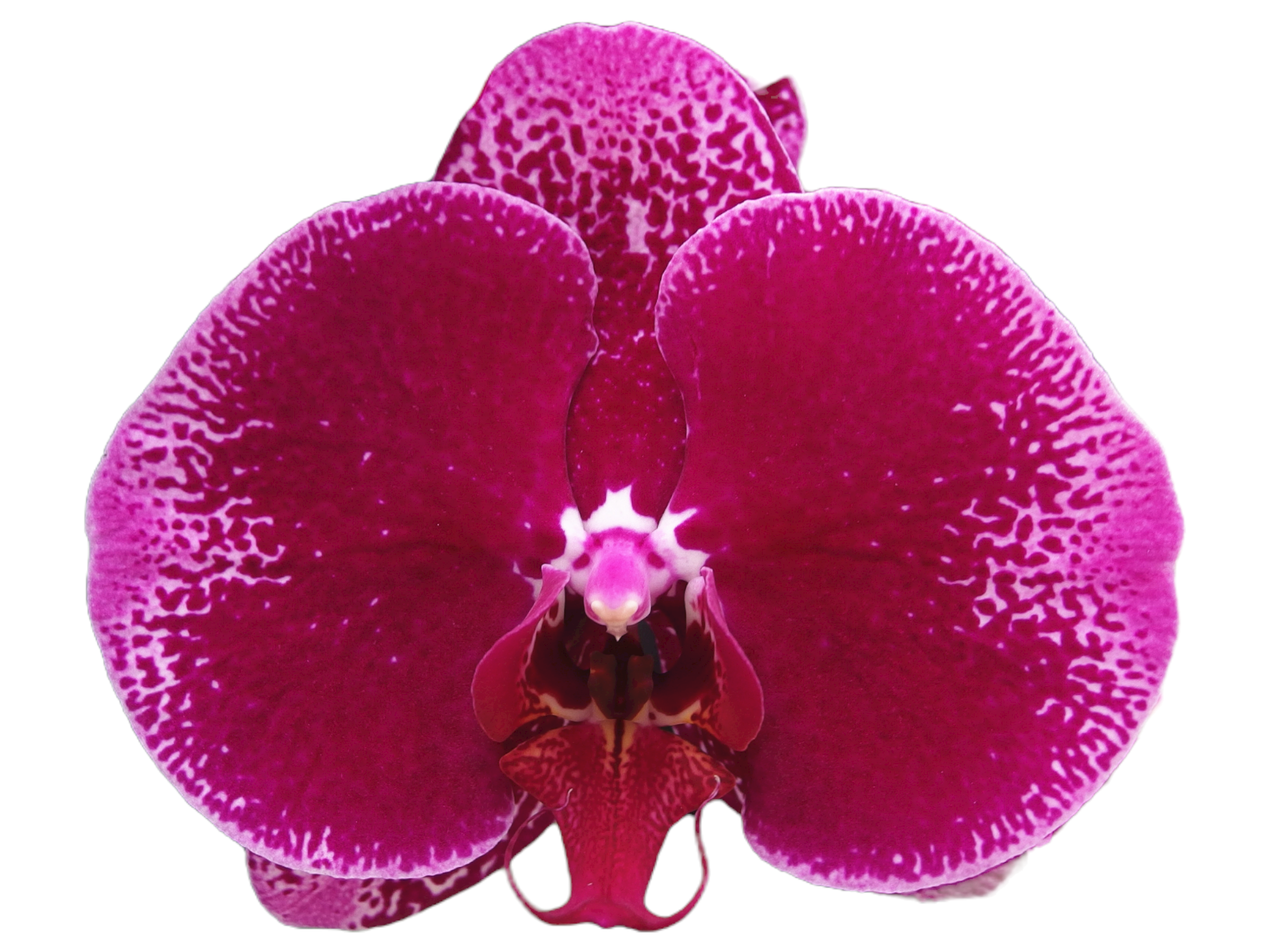 Ox purple Lady OX1716 Phalaenopsis