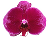 Ox purple Lady  OX1716 Phalaenopsis