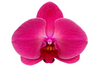 OX Sunshine Coast ox1740 phalaenopsis orchid