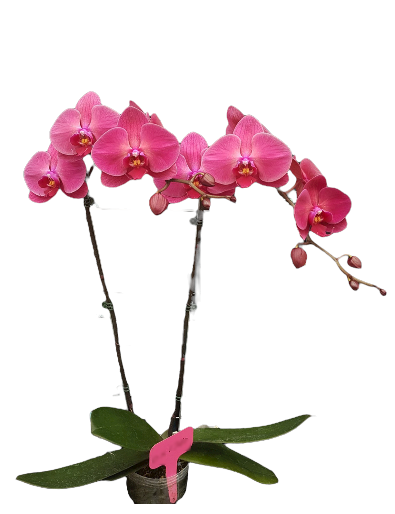 ox1740 OX Sunshine Coast orchid