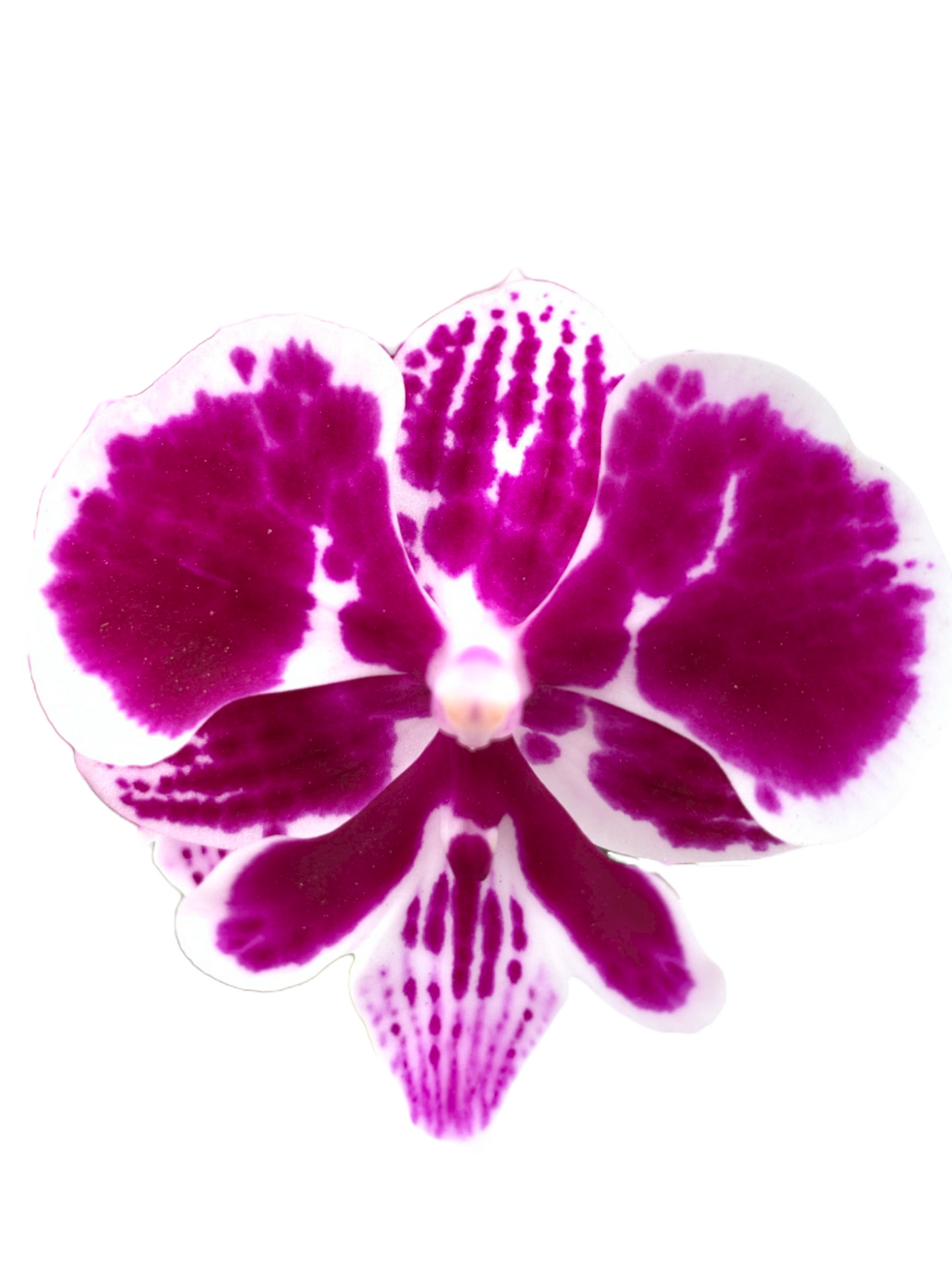 Orchid for sale, Taiwan Orchid nursery, Phalaenopsis nursery