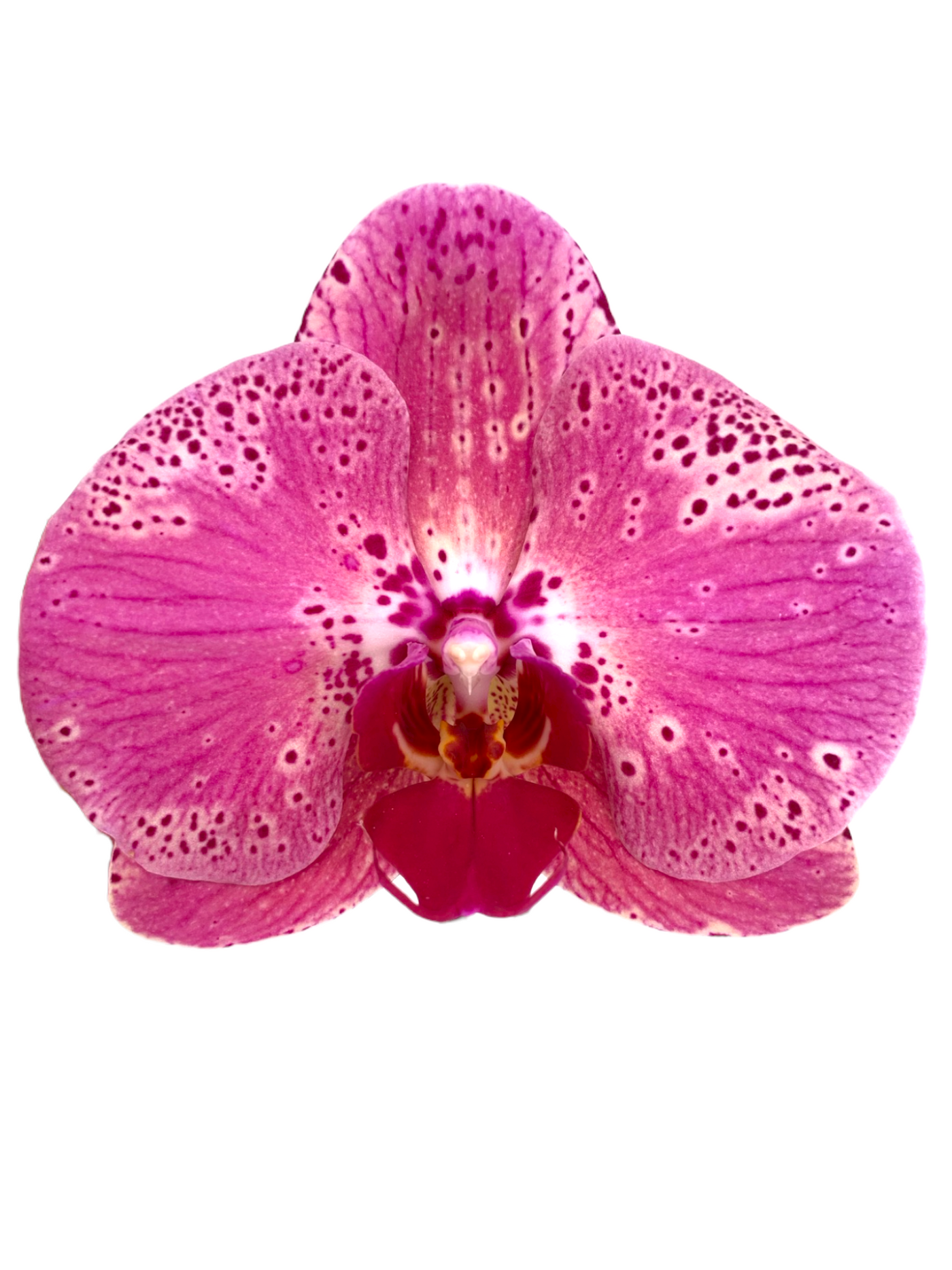 Orchid for sale, Taiwan Orchid nursery, Phalaenopsis nursery