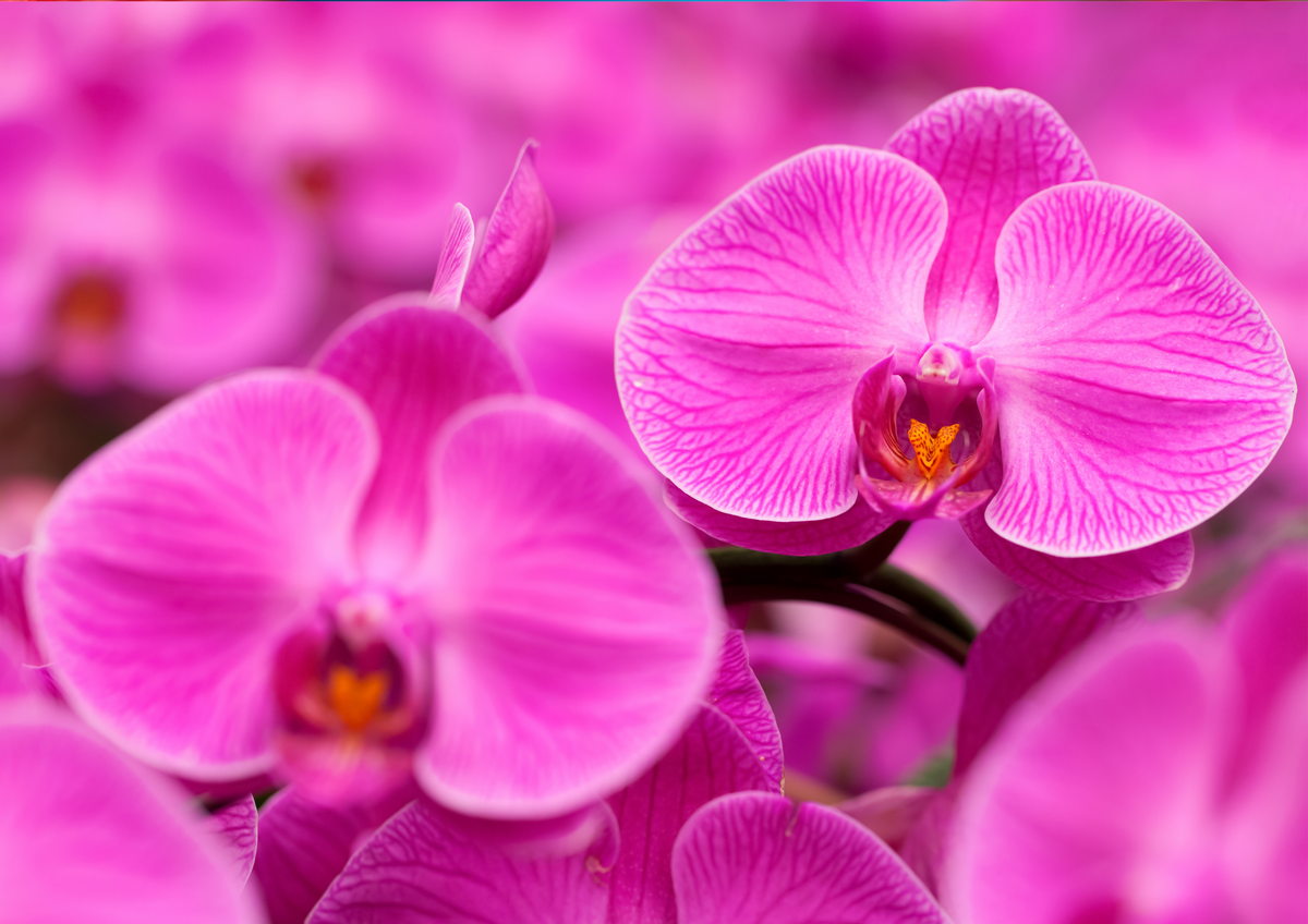 Orchid for sale, Taiwan Orchid nursery, Phalaenopsis nursery
