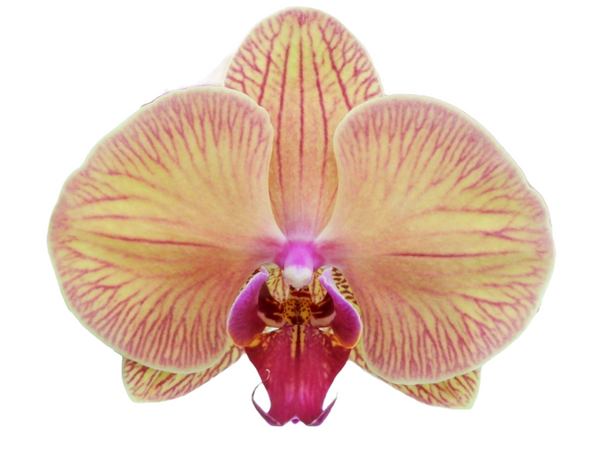 yh0167 YoungHome Golden Leopard Orchid