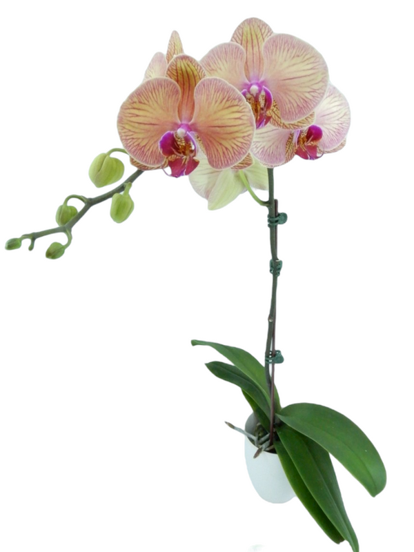 Phalaenopsis YoungHome Golden Leopard Yh0167