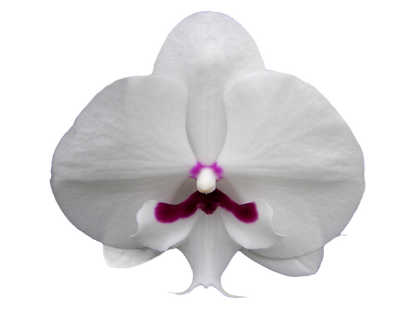 YH0330 YoungHome Gentelman Orchid