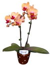 YH0008 Phalaenopsis for Sale