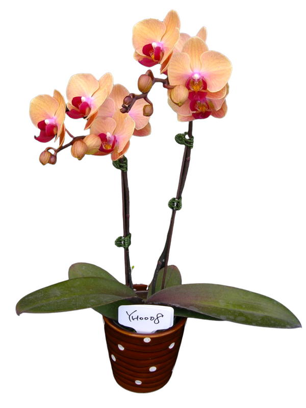 YH0008 Phalaenopsis for Sale