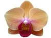 Younghome Orchid