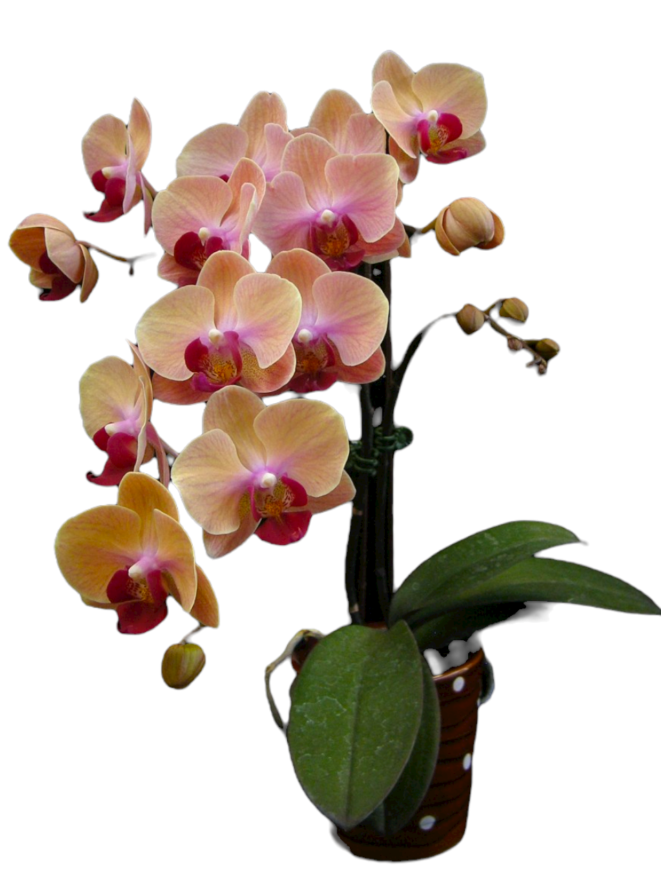 Orchid for SALE