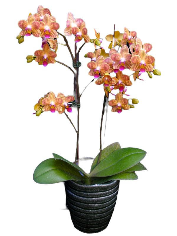 phalaenopsis seedlings for sale