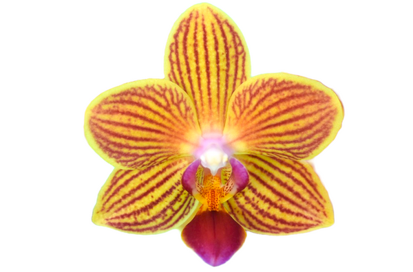 YH9858 GL02079870 ORCHID