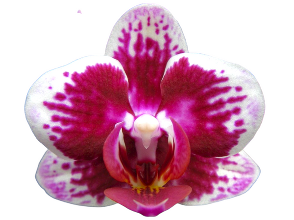 YH0225 Orchid for sale