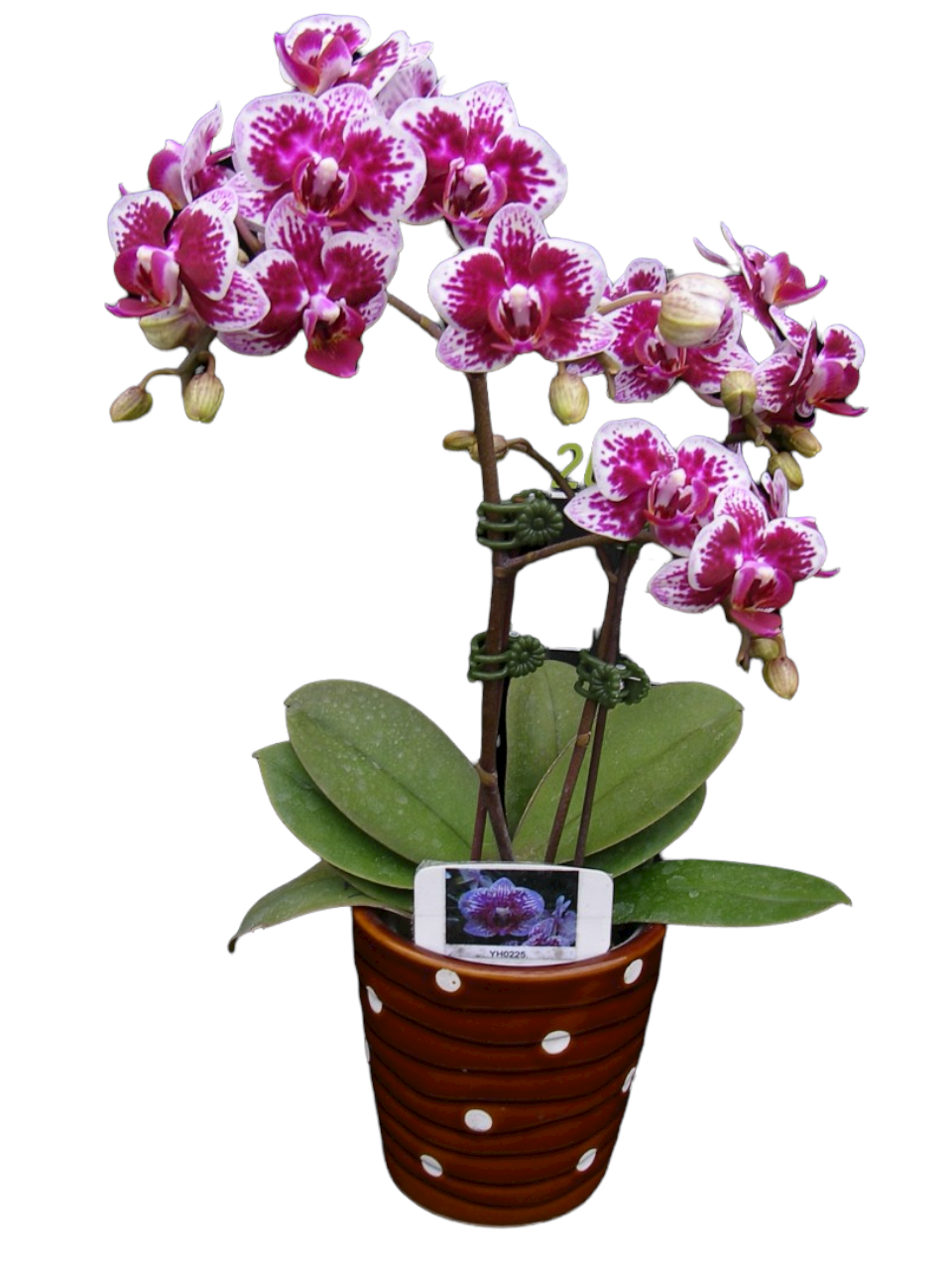 YH0225 phalaenopsis for sale