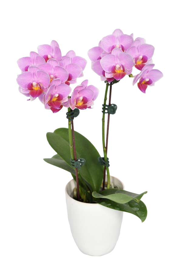 Gan Lin Orchid nursery