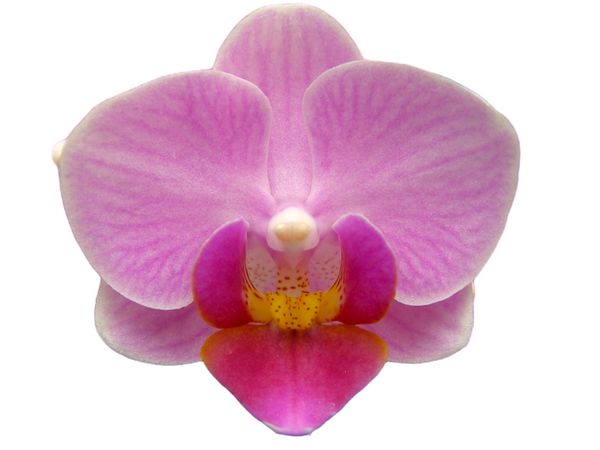 YH0359 Taiwan Orchid Nursery