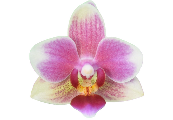 yh05141 Taiwan Orchid Nursery