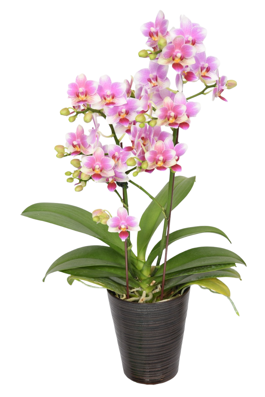 Taiwan Orchid seedlings supplier