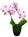 Taiwan Orchid young plant supplier