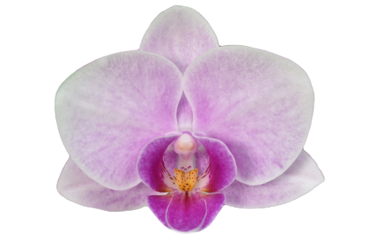 YH9725 Younghome Ray