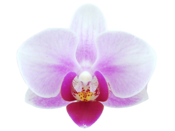 YH0386 Taiwan Orchid nursery 