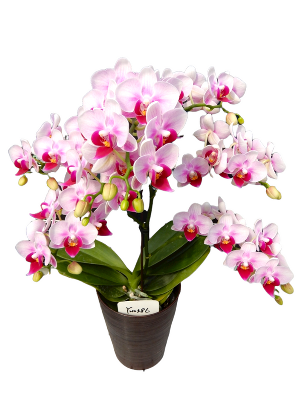 YH0386 Pink small Orchid