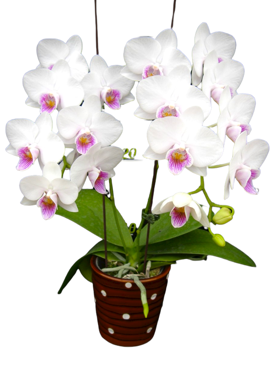 YH9737 Pink phalaenopsis