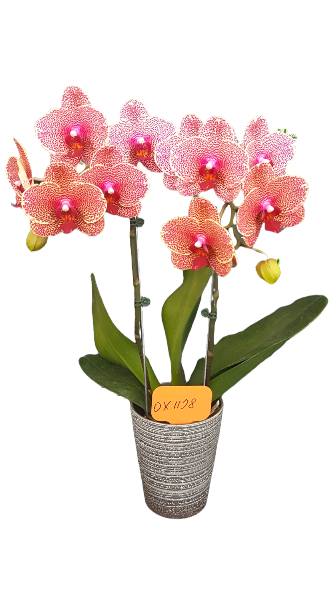 ox1178 phalaneopsis